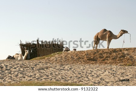 A camel stands by a fence, Luxor, Egypt