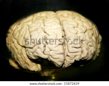 preserved real human brain