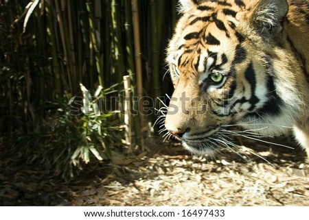 male tiger with striking green eyes, left hand copy space