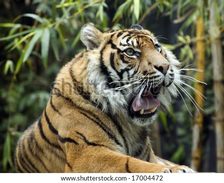 Tiger rests in the wild. Eye contact with camera.