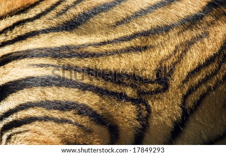 sumatran tiger striped fur