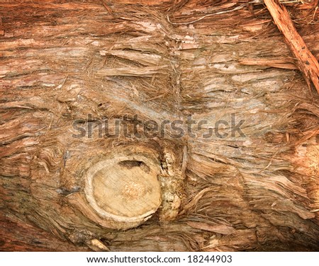 Australian gum tree bark texture