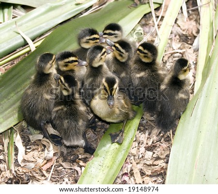 Group of cute ducklings huddling together