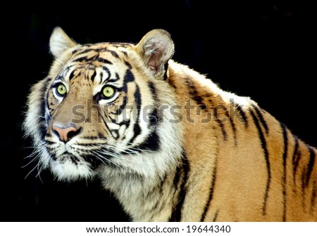 Male tiger with striking green eyes