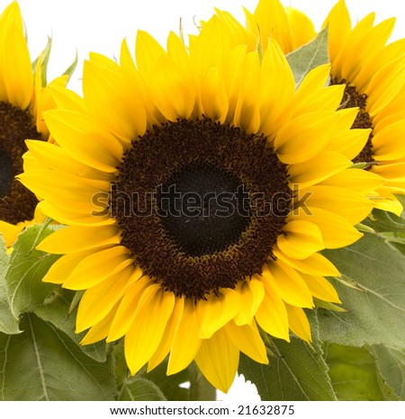 Bunch of sunflowers on white