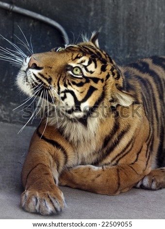 A tiger sitting down, watching