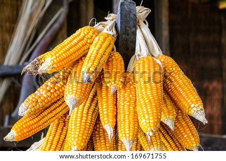 Dry corn was stored as seeds.