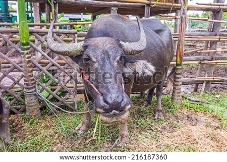Water Buffalo in a farm with the beautiful horns.