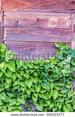 Green creeper plants on old wooden wall.