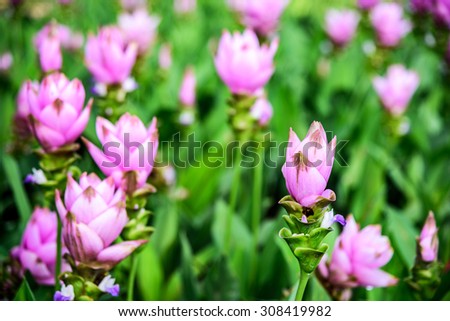 Field of Siam tulip flower or Curcuma alismatifolia.