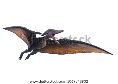 Big model of prehistoric flying dinosaur Pteranodon on white background. Photo stock © 