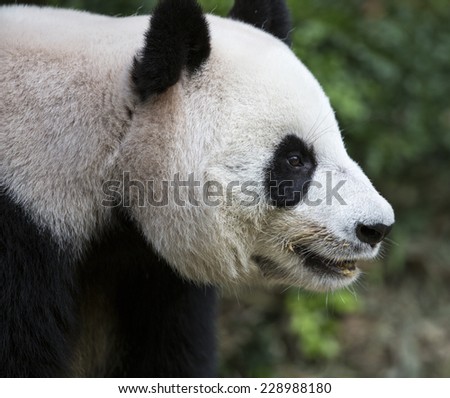 Close up of a giant panda head