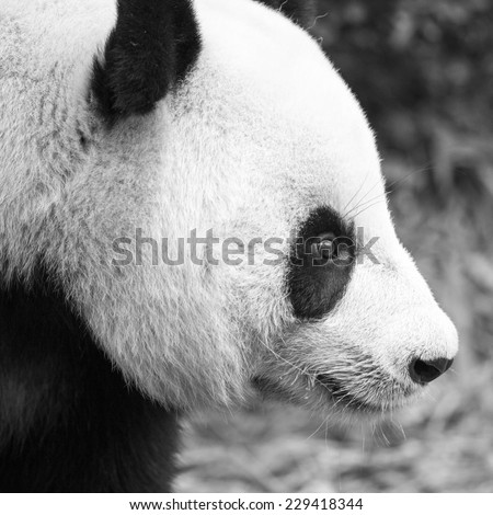 Close up of the head of a giant panda