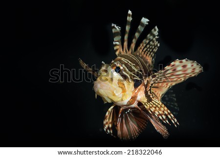 Dwarf fuzzy zebra Lion fish in fish tank isolated black background with sharp and poisonous spikes