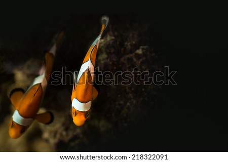 Two clown fishes in saltwater aquarium top view