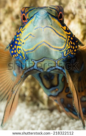 Colorful mandarin dragonet fish looking at viewver,beatiful colors and patterns with funny mouth
