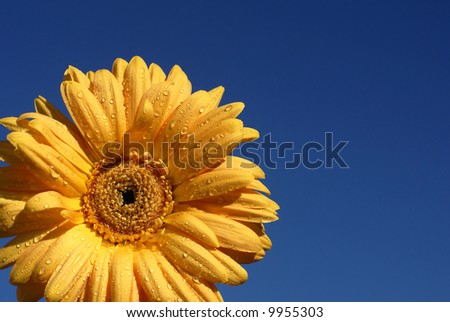 close up  of gerber daisy with droplets on blue sky background