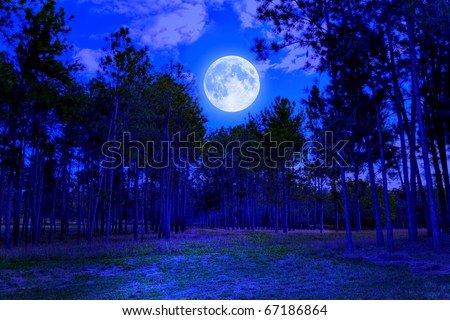 Pine forest at midnight with a bright full moon