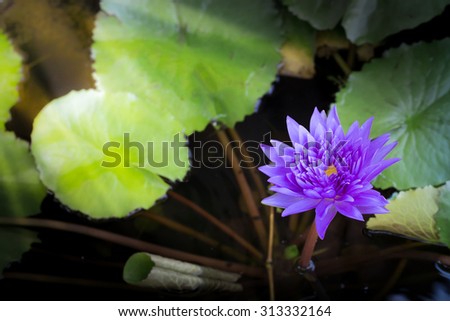 a lotus flower on the water