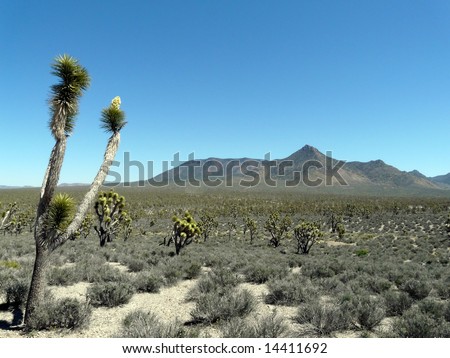 Close-up of singular plant life erected in desert. Mountains in the background. Horizontally framed shot.