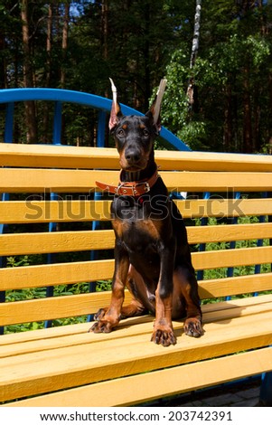 Doberman puppy on yellow bench