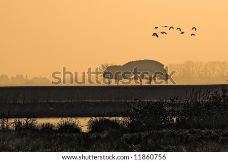 Landscape nature shot with bird silhouettes