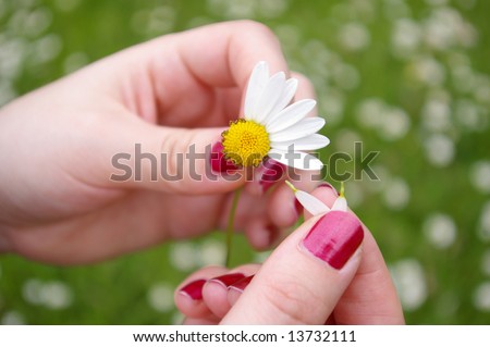 A girl playing He loves me, he loves me not by tearing off petals of a daisy