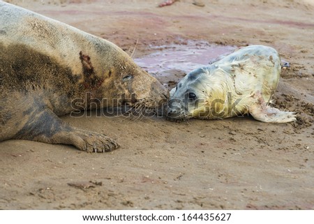 New born grey seal pup (Halichoerus grypus) on the beach with it\'s mother