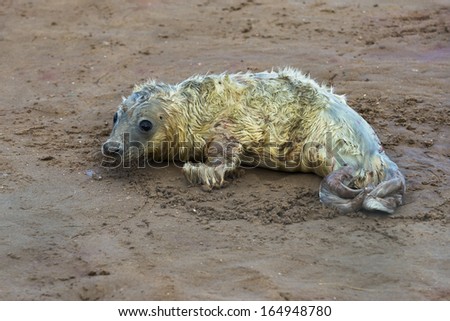 Newly born grey seal pup (Halichoerus grypus) on the beach in Donna Nook, UK
