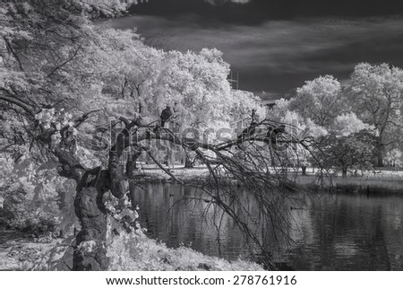 St James Park, London UK - Infrared black and white landscape