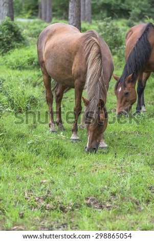Wild ponies in New Forest National Park grazing