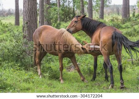 Wild ponies in New Forest National Park