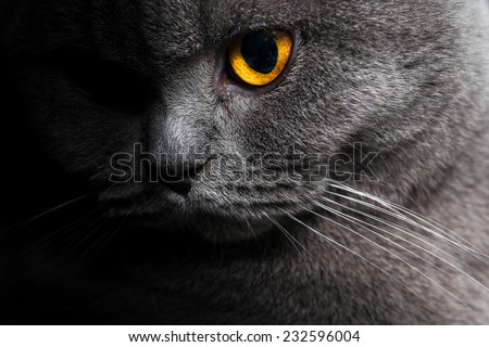 British shorthar face close up. Half of the face in the shadow. characteristic portrait of a cat.