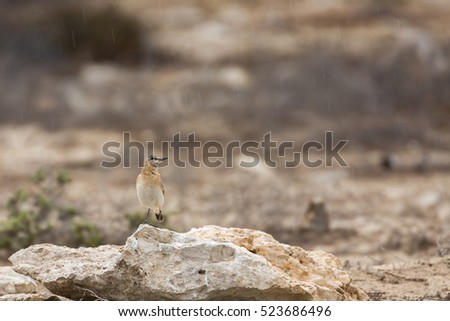 Isabelline Wheatear