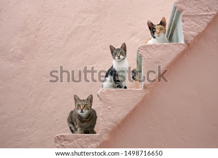 Similar – Image, Stock Photo three curious kittens side by side inside of cat pet cave