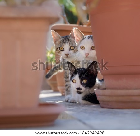 Similar – Image, Stock Photo three curious kittens side by side inside of cat pet cave