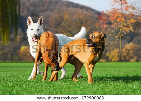 White Swiss Shepherd Dog, Rhodesian Ridgeback and German Boxer, playing together side by side in a meadow