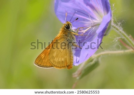 Similar – Image, Stock Photo blue Blossom purple Nectar