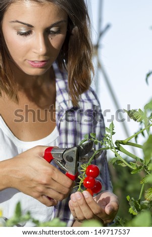 Beautiful young woman is harvesting a cherry tomatoes