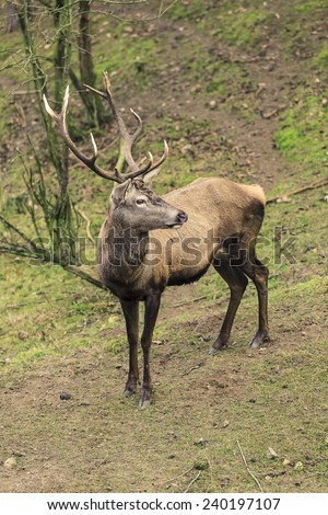 Majestic powerful adult male red deer stag on meadow. Animals in natural environment, beauty in nature.