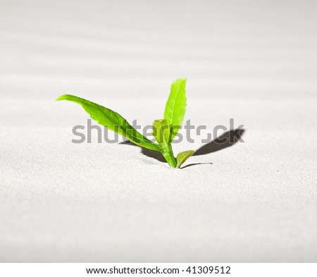 Green plant growing on the sand. New life collection.