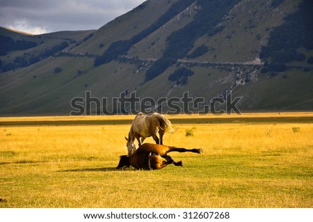 Italian Umbrian-Marchean Apennines landscapes, horse plays in plateau of Castelluccio, Umbria,Italy