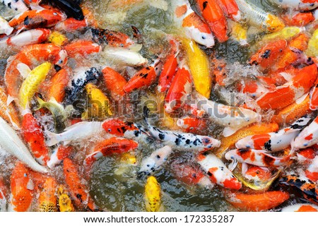 Feeding fish carp