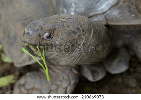 old Turtle eating food