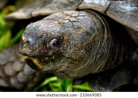 old Turtle eating food