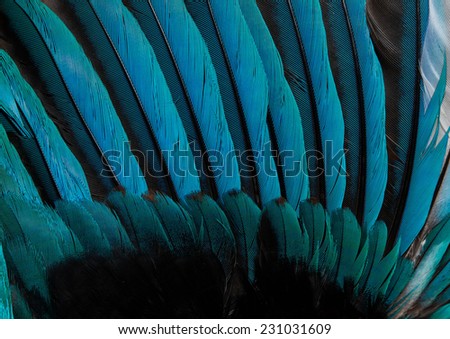 bird or chicken Blue feather background