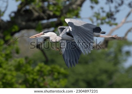 Similar – Foto Bild Graureiher im Baum Natur