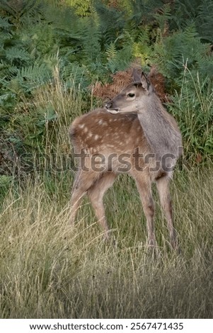 Similar – Foto Bild Damhirsch blickt in die Kamera. Nahaufnahme