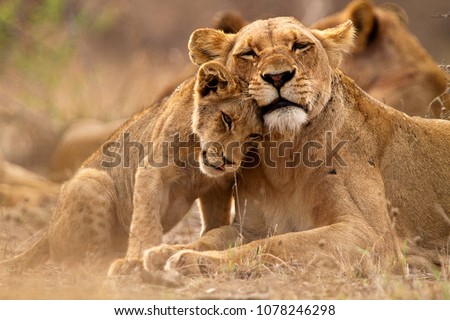 Predator´s love. Lioness and cub in the Kruger NP, South Africa 商業照片 © 