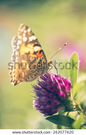 Lovely butterfly